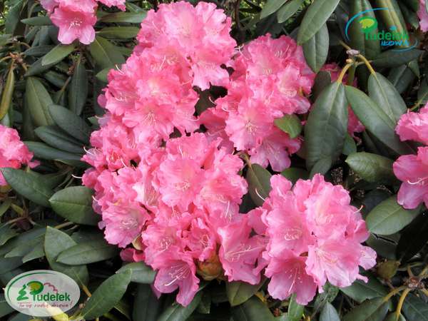 Rhododendron Rosenelfe